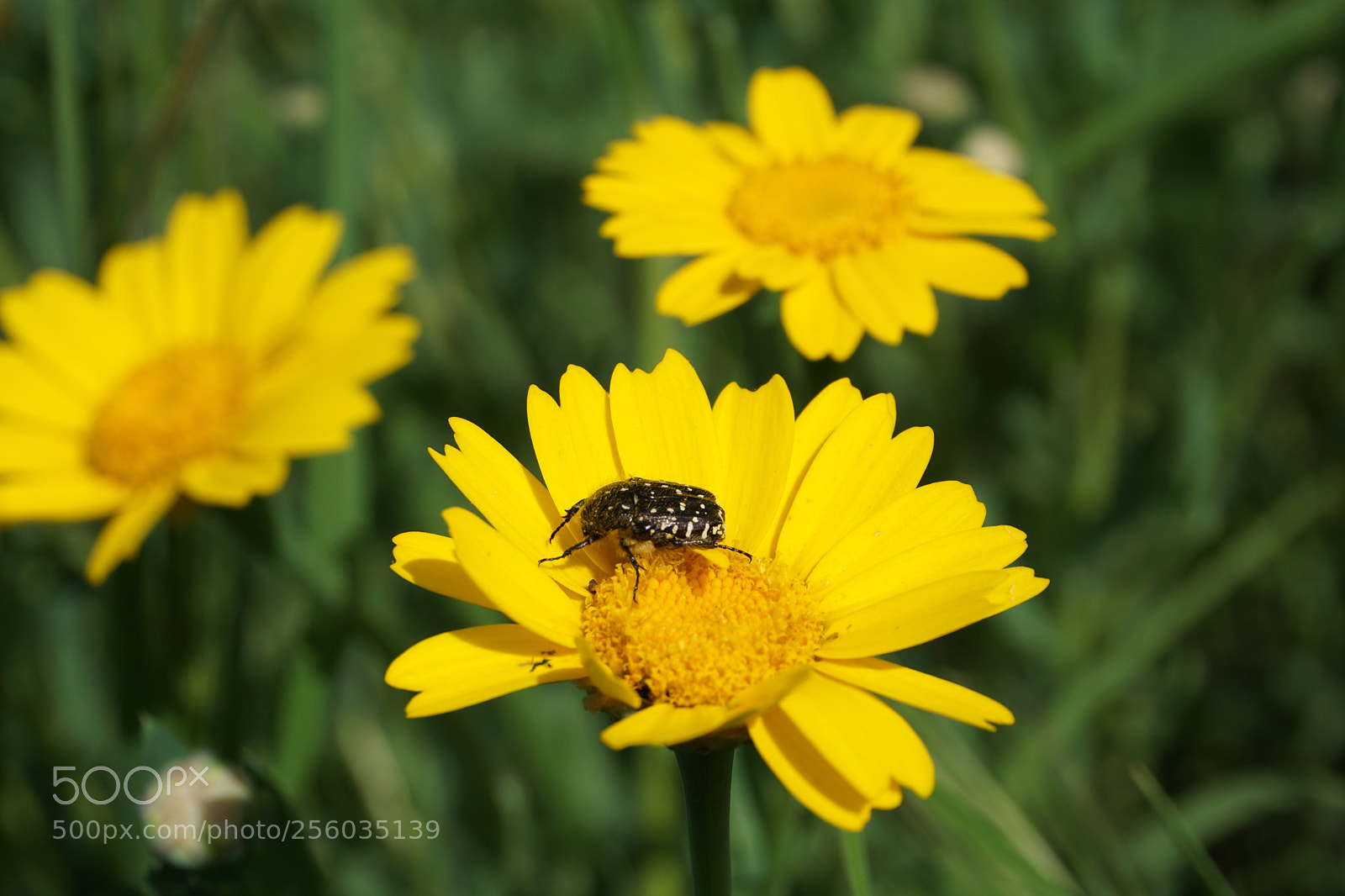 Sony a6000 sample photo. At work photography