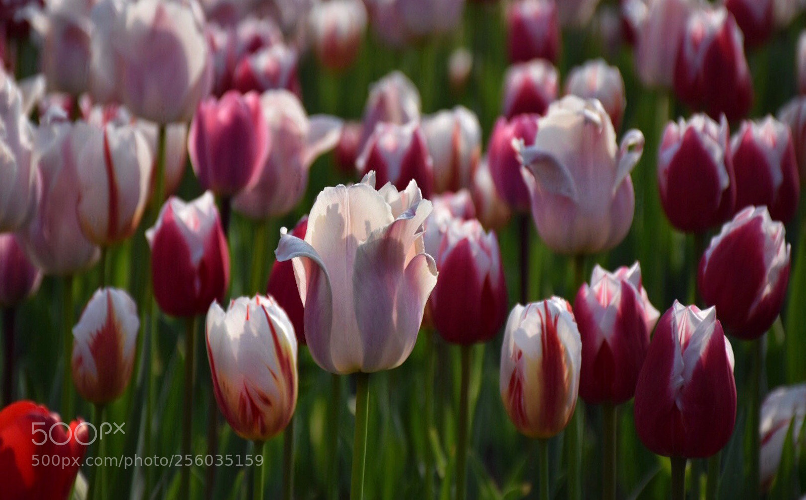 Nikon D5500 sample photo. Tulip7 photography