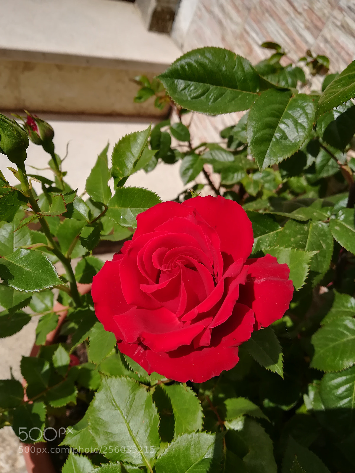 HUAWEI P10 lite sample photo. Untitled photography