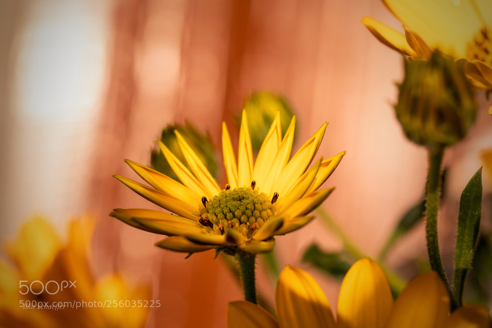 Canon EOS 5D Mark IV sample photo. Im blumenkasten photography