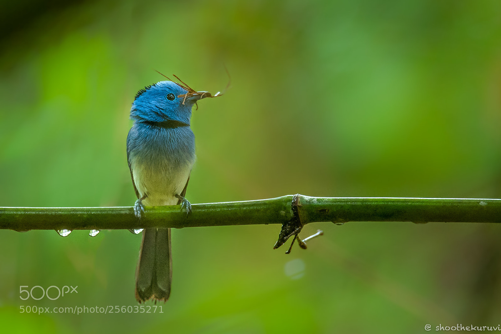 Nikon D750 sample photo. Black-naped monarch photography