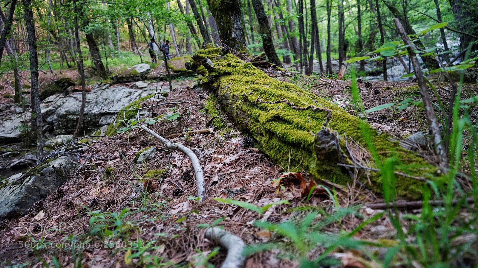 Sony a7 II sample photo. ? photography