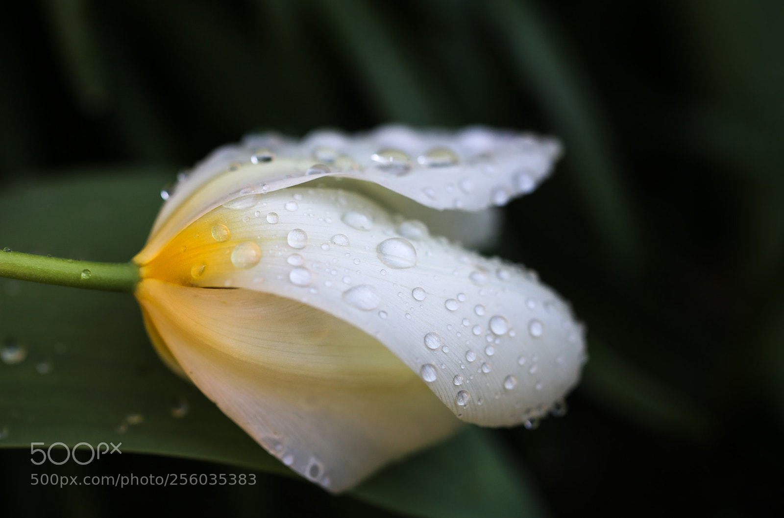 Canon EOS 6D sample photo. April tears photography
