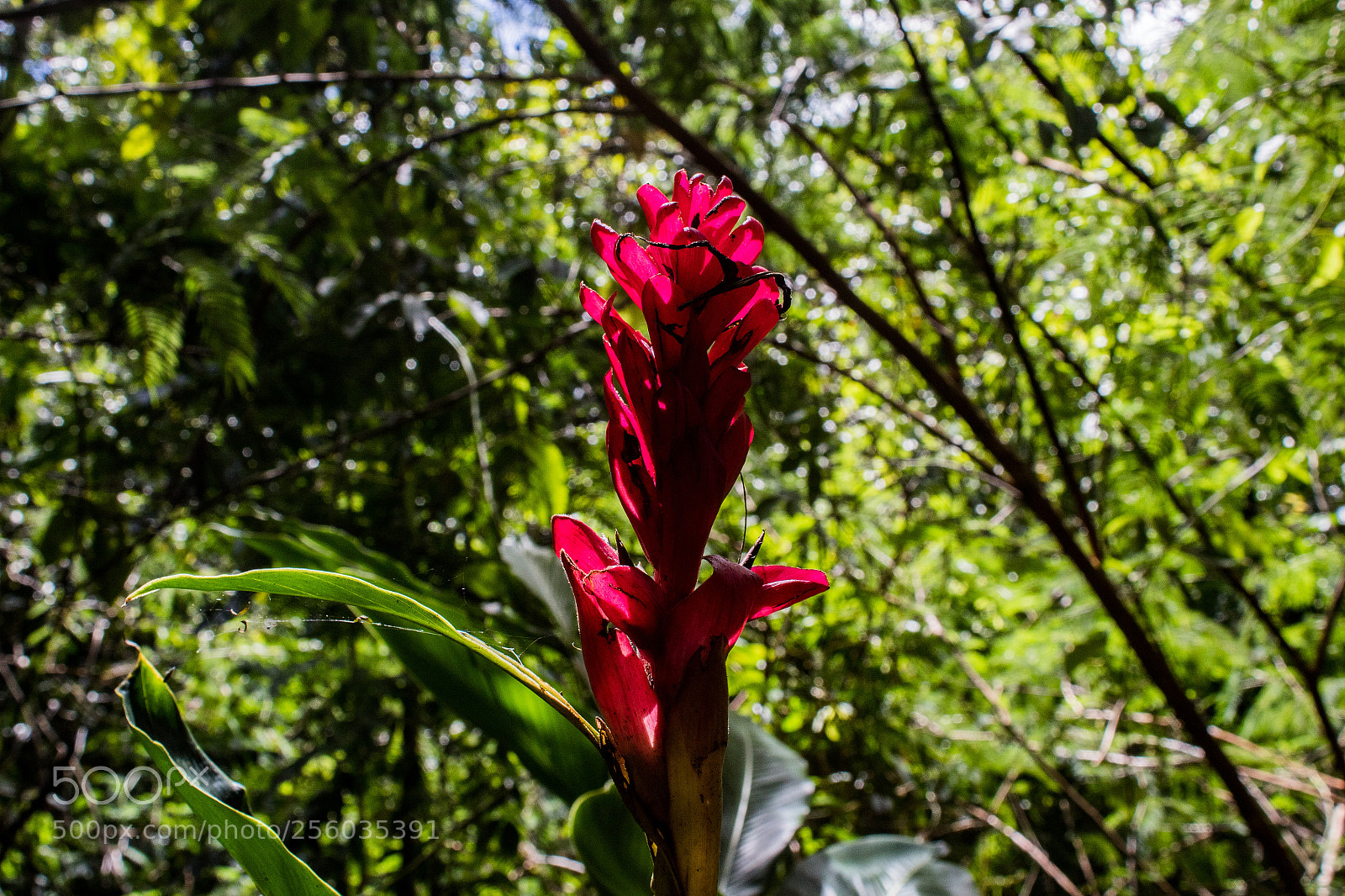 Canon EOS 1300D (EOS Rebel T6 / EOS Kiss X80) sample photo. Fiery passion photography
