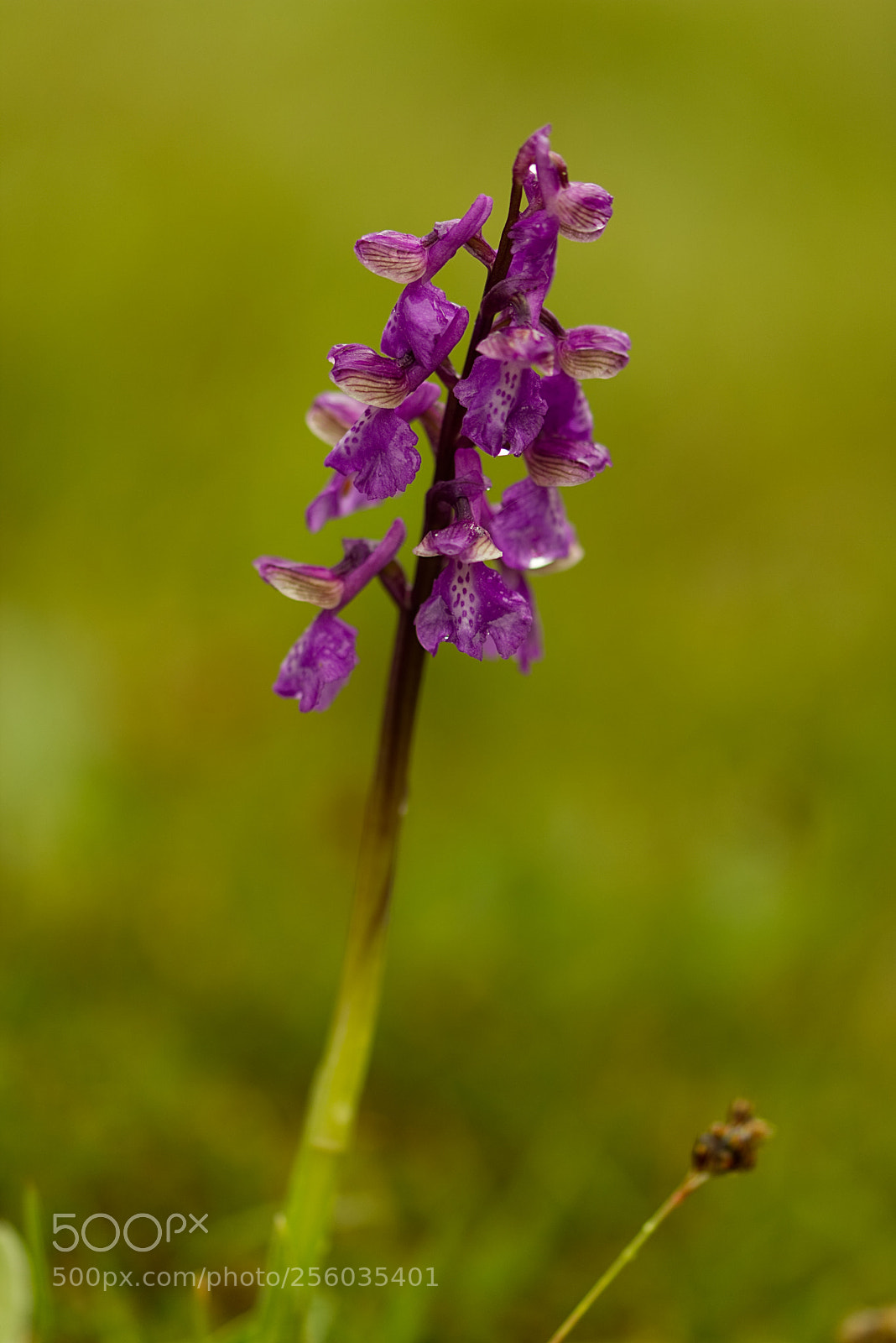 Canon EOS 760D (EOS Rebel T6s / EOS 8000D) sample photo. Orchidée photography