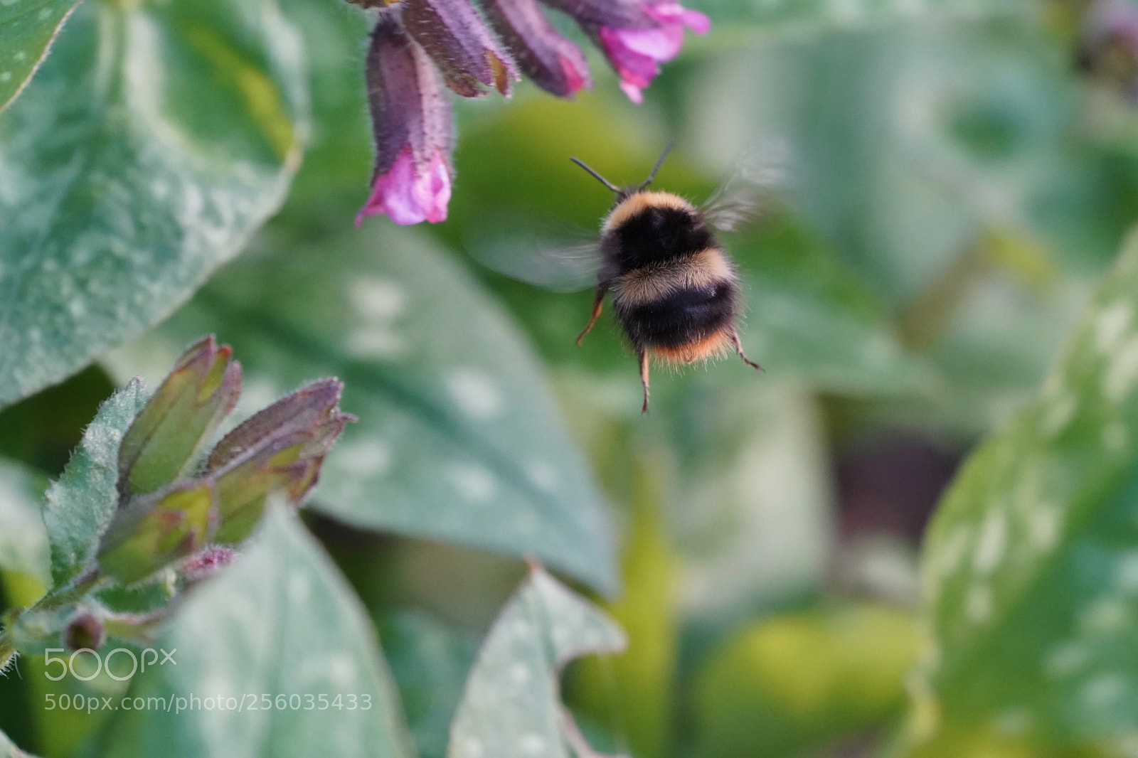Sony a9 sample photo. Bumble bee photography