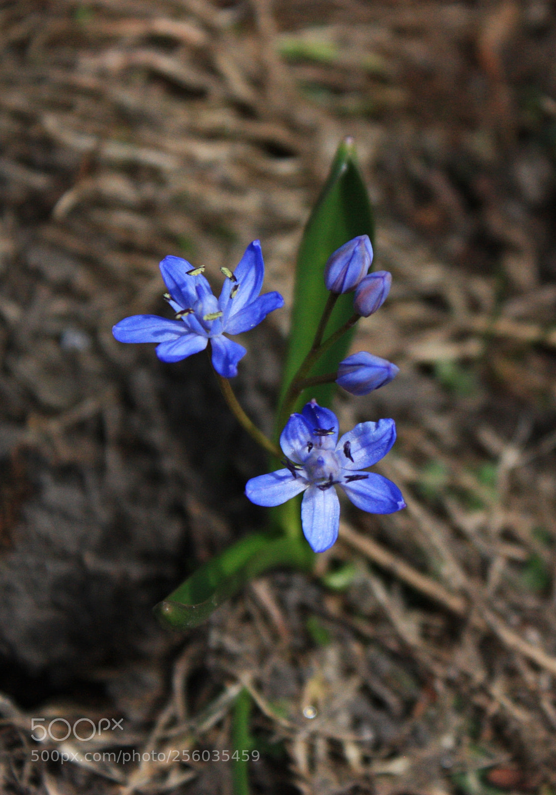 Canon EF-S 18-55mm F3.5-5.6 IS sample photo. Blue photography