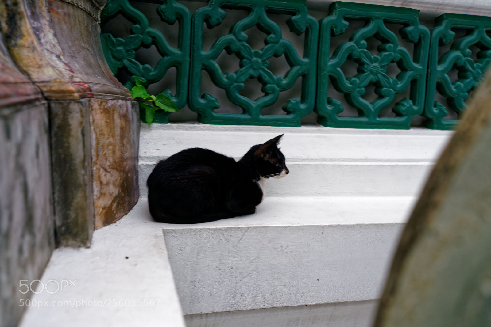 Sony a7R II sample photo. Temple-cat photography