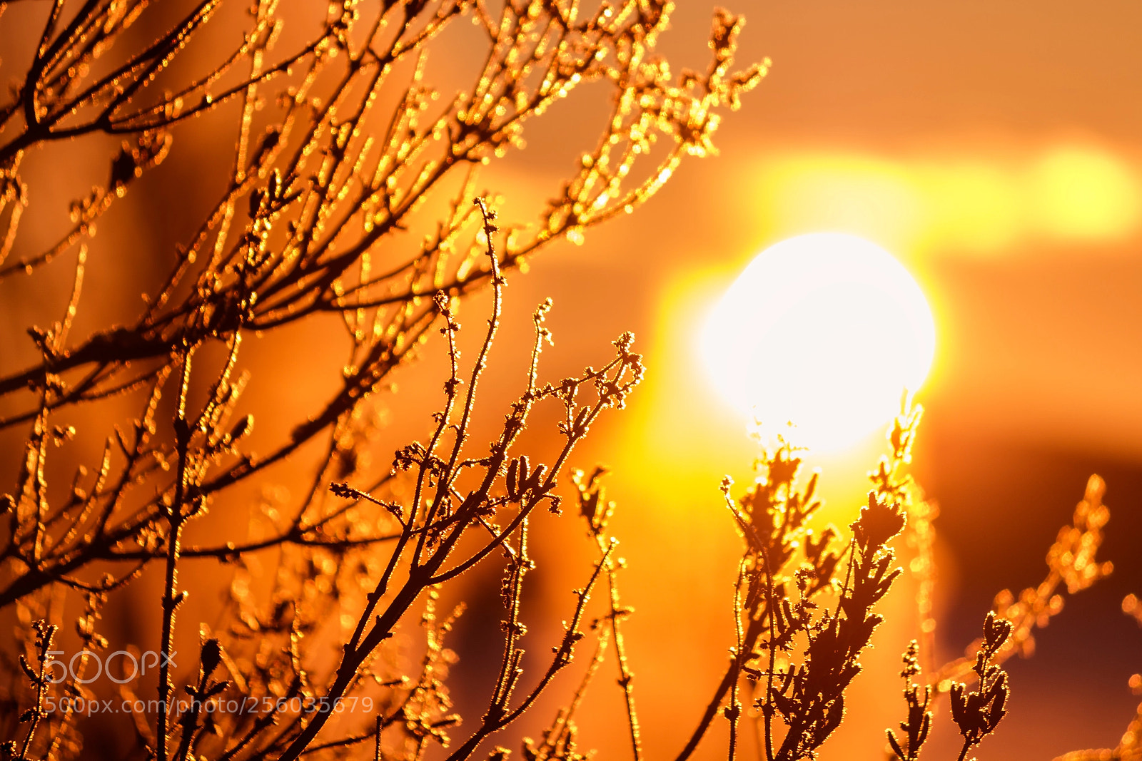 Canon EOS 70D sample photo. Branches during early winter photography
