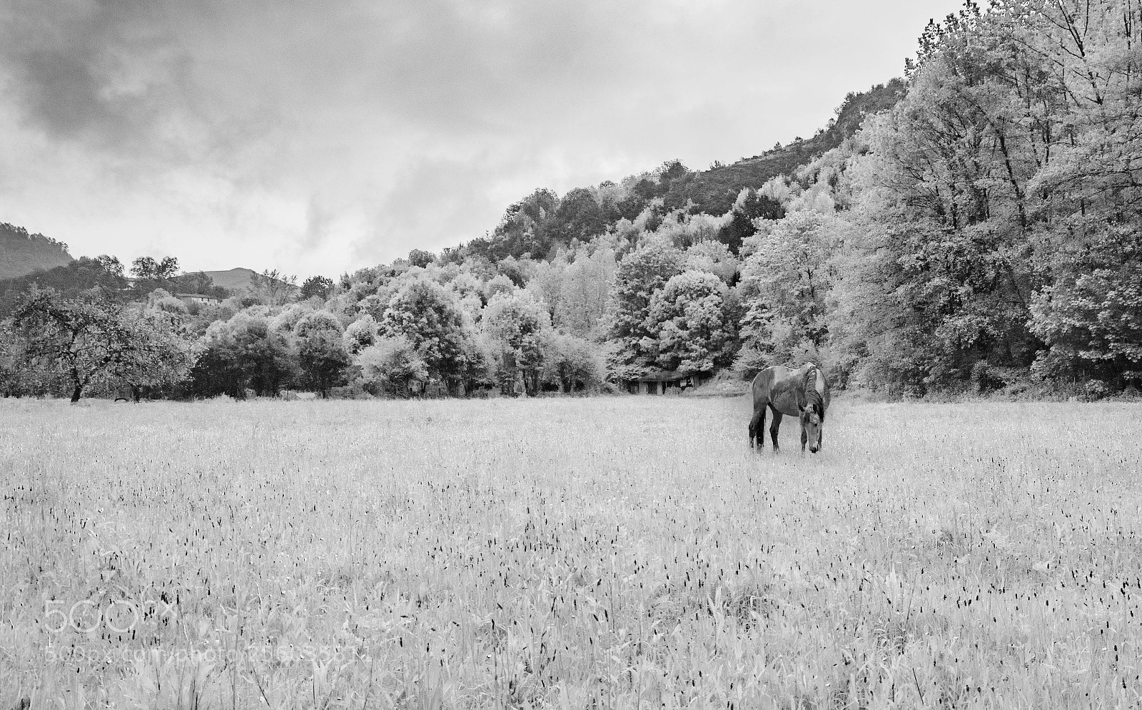 Nikon D7100 sample photo. White photography