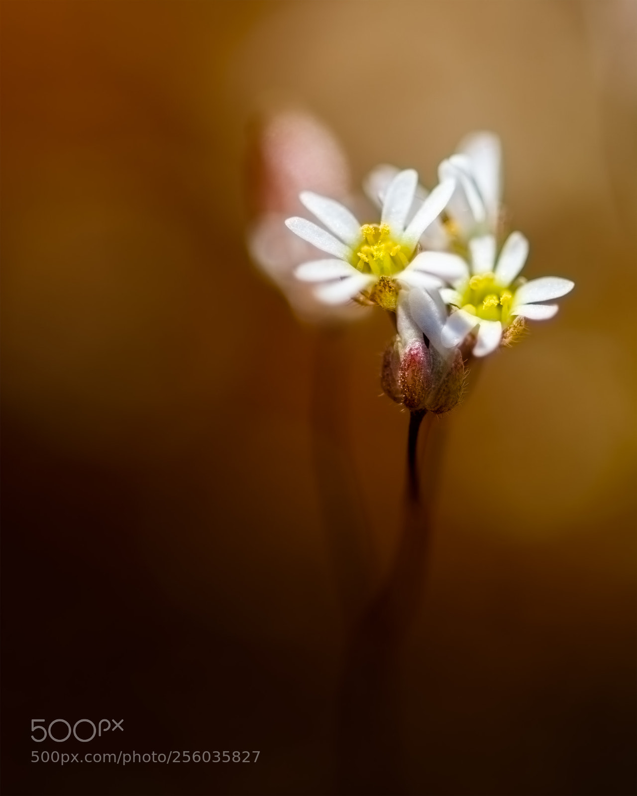 Nikon D7100 sample photo. Bloodroot photography