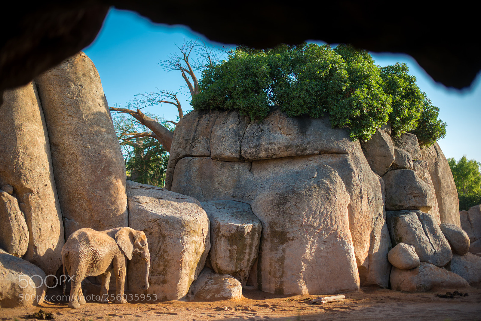 Nikon D810 sample photo. Elephant, valencia photography