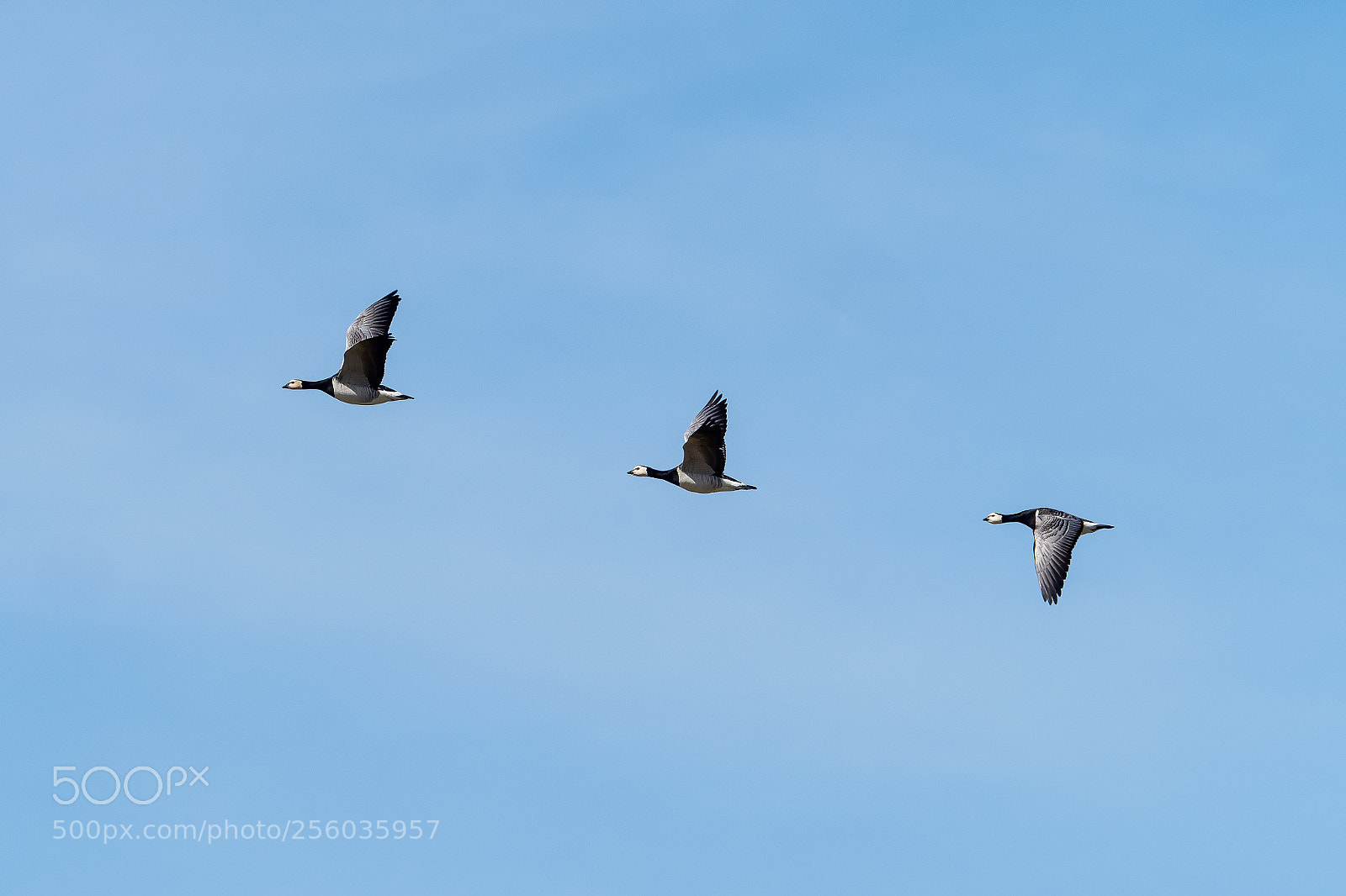 Olympus OM-D E-M1 Mark II sample photo. Flying north photography