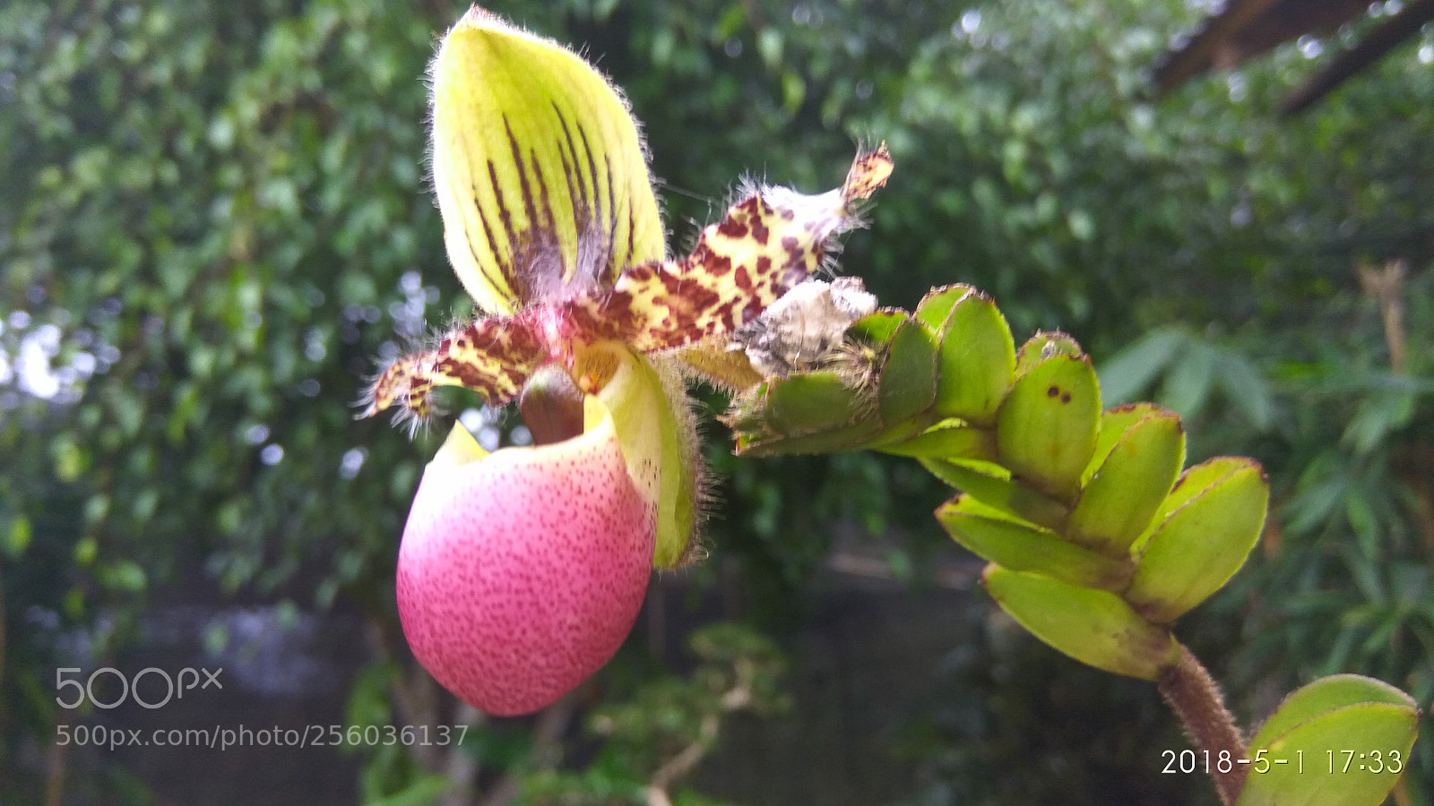 Xiaomi Redmi Note3 sample photo. [] photography