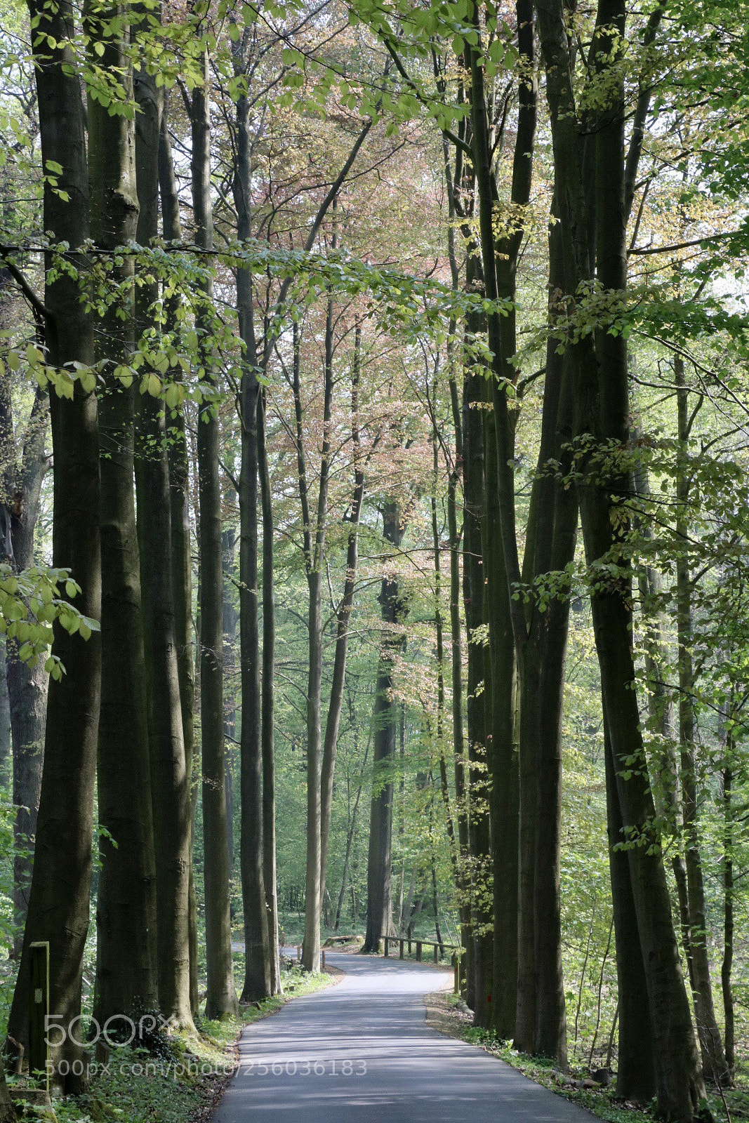 Canon EOS 750D (EOS Rebel T6i / EOS Kiss X8i) sample photo. Mysterious forest photography