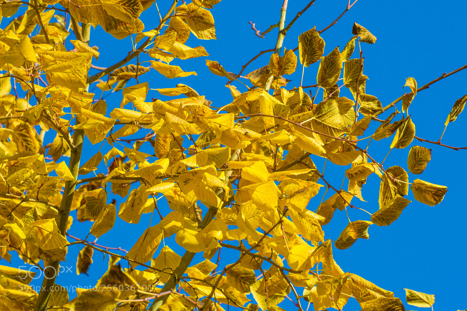 Nikon D3200 sample photo. Leaves photography