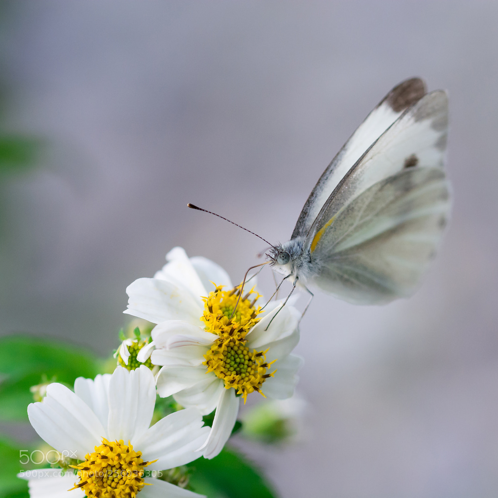 Nikon D5200 sample photo. Butterfly photography