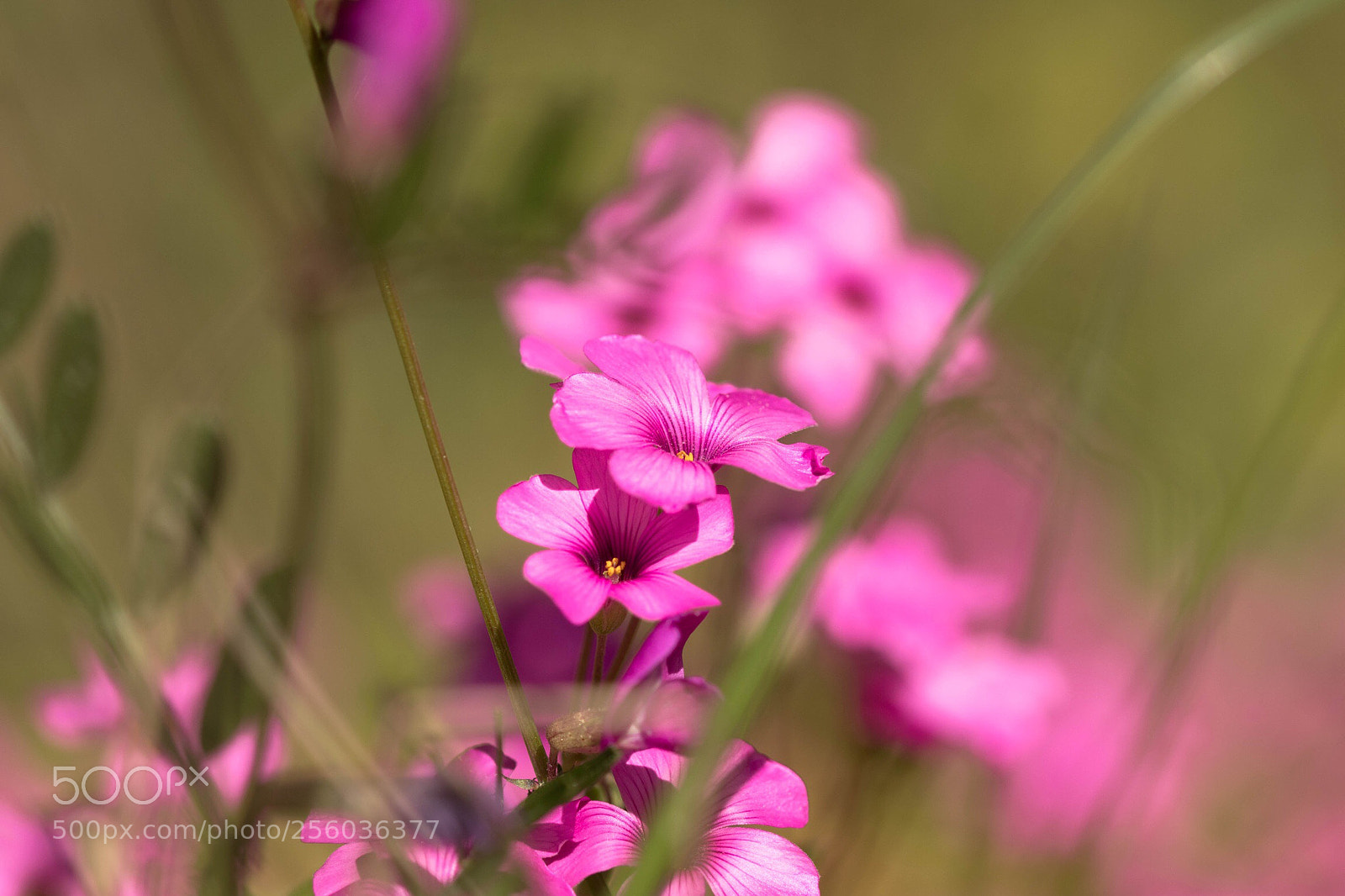 Canon EOS 80D sample photo. Untitled photography
