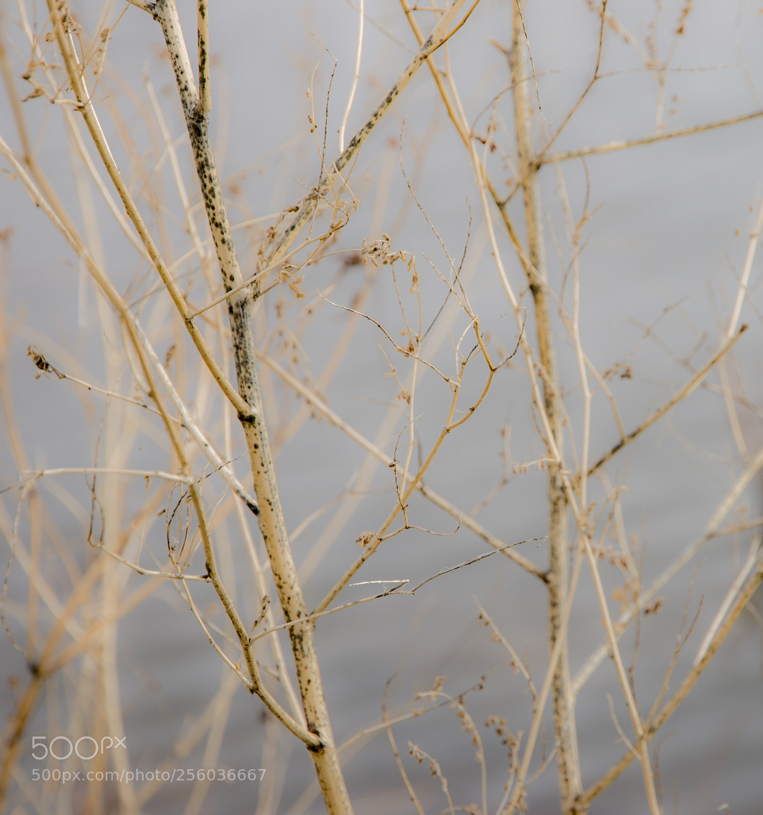 Canon EOS 70D sample photo. Avril photography