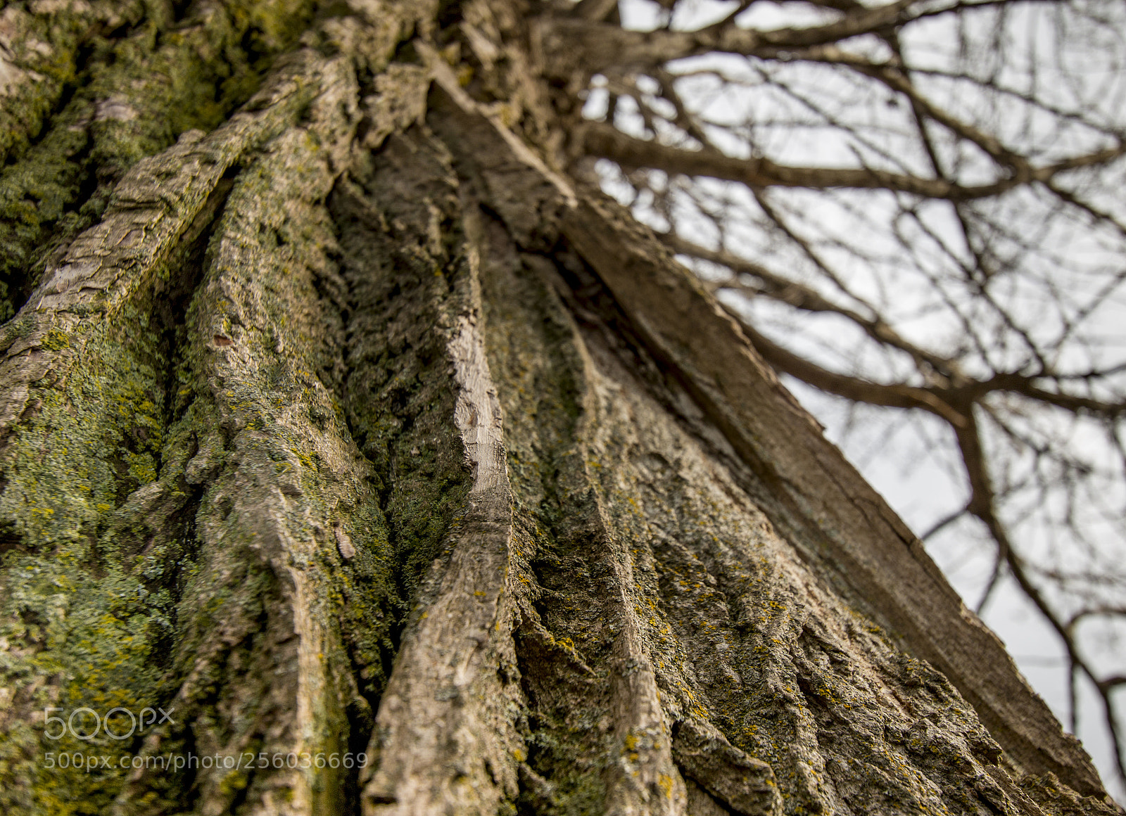 Canon EOS 70D sample photo. Avril photography