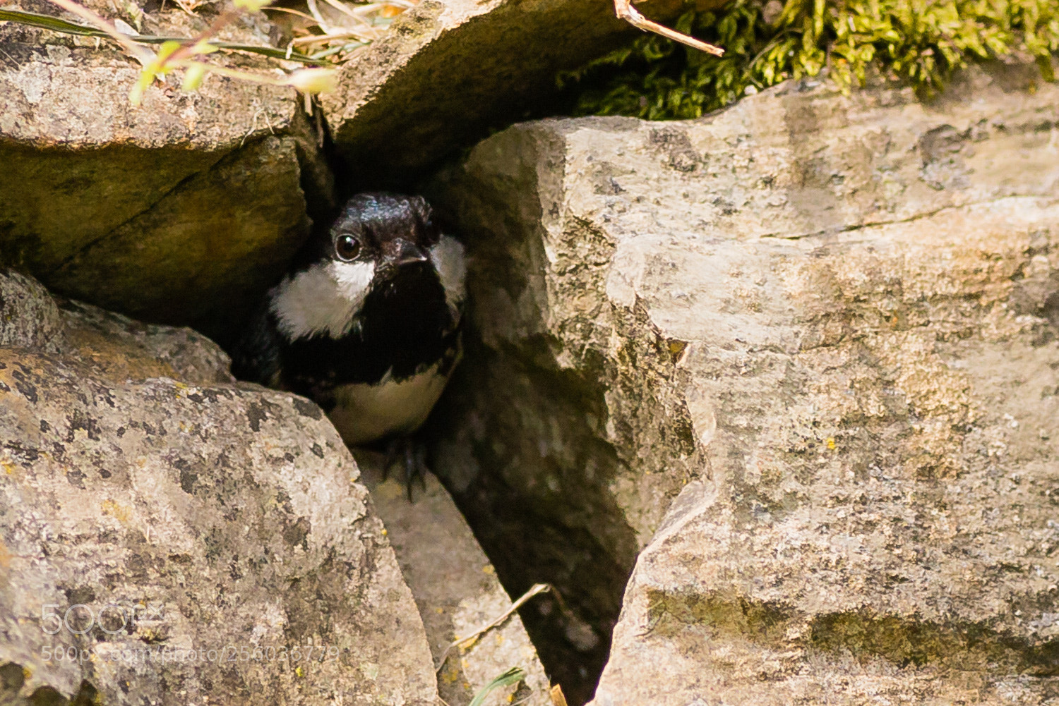 Canon EOS 6D sample photo. The nest photography