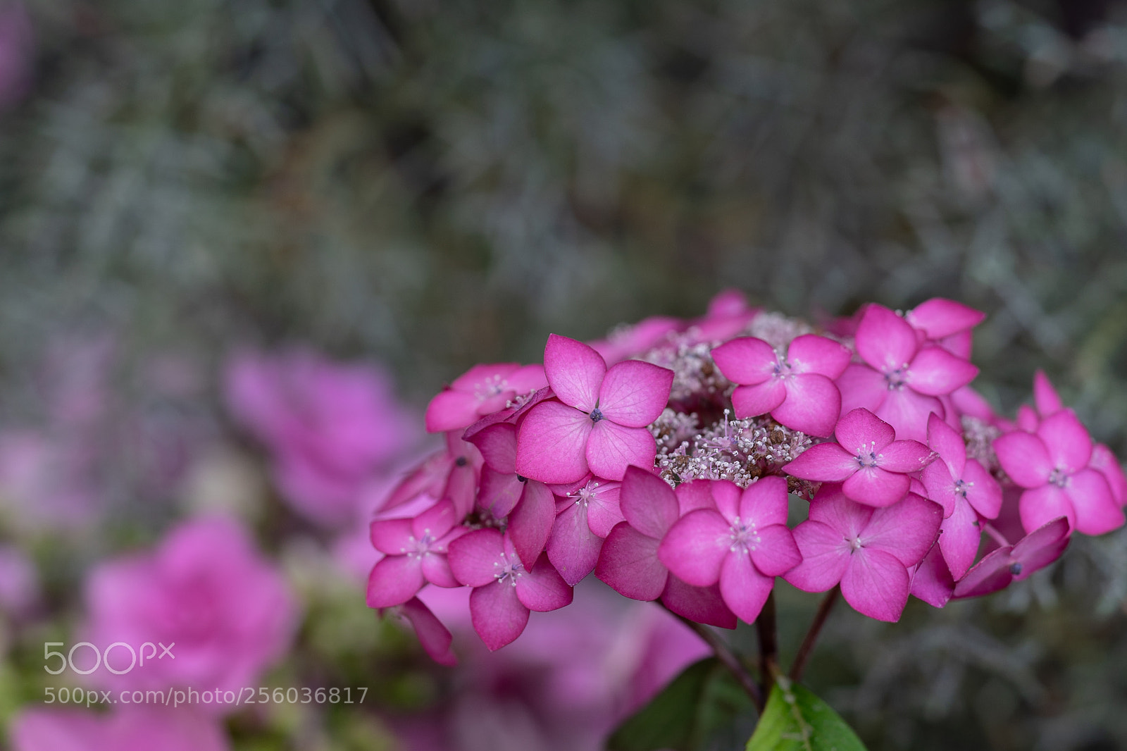 Sony a7 II sample photo. Hydrangea photography