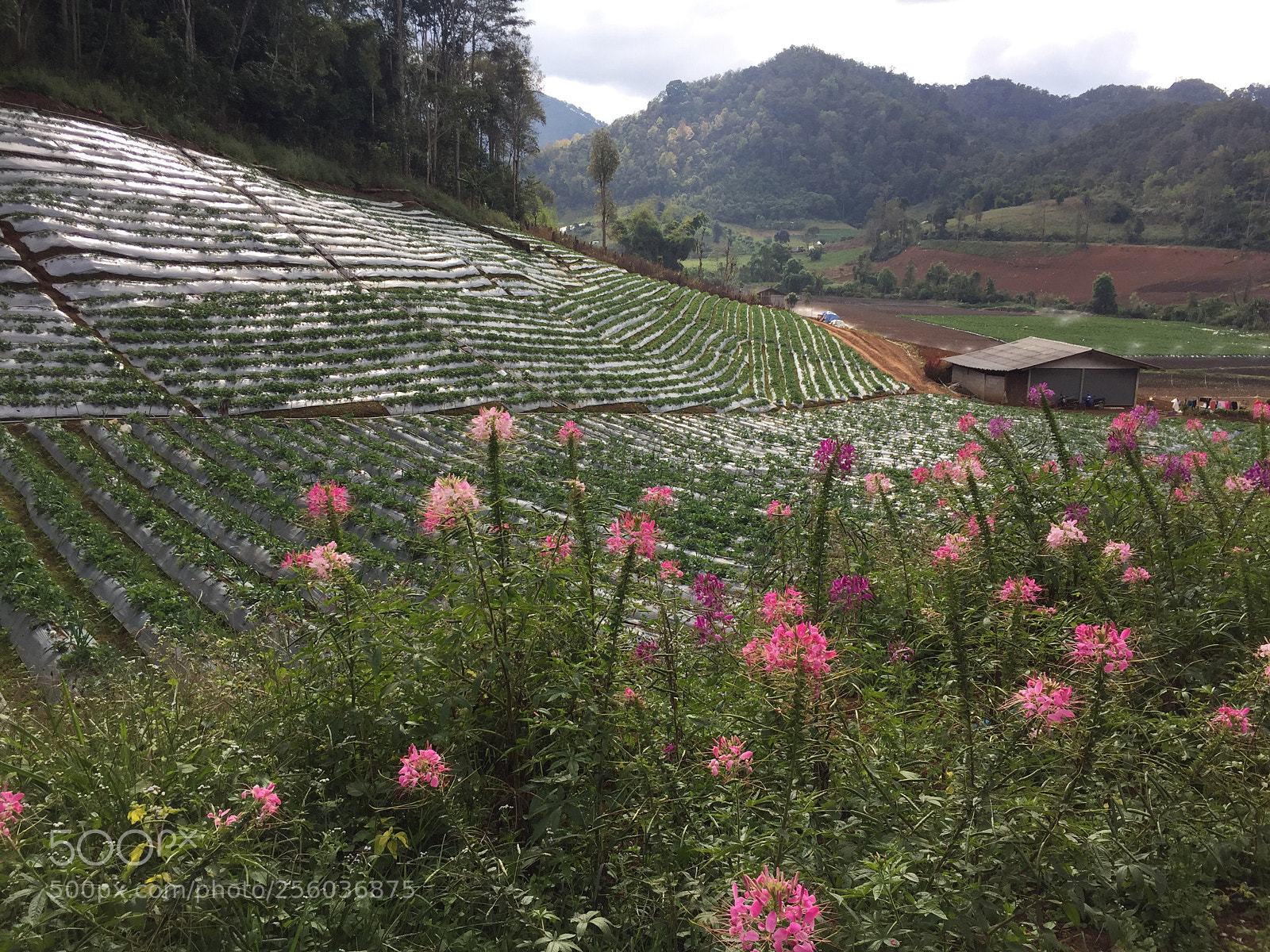 Apple iPhone 6 sample photo. Tribal flowers garden style photography