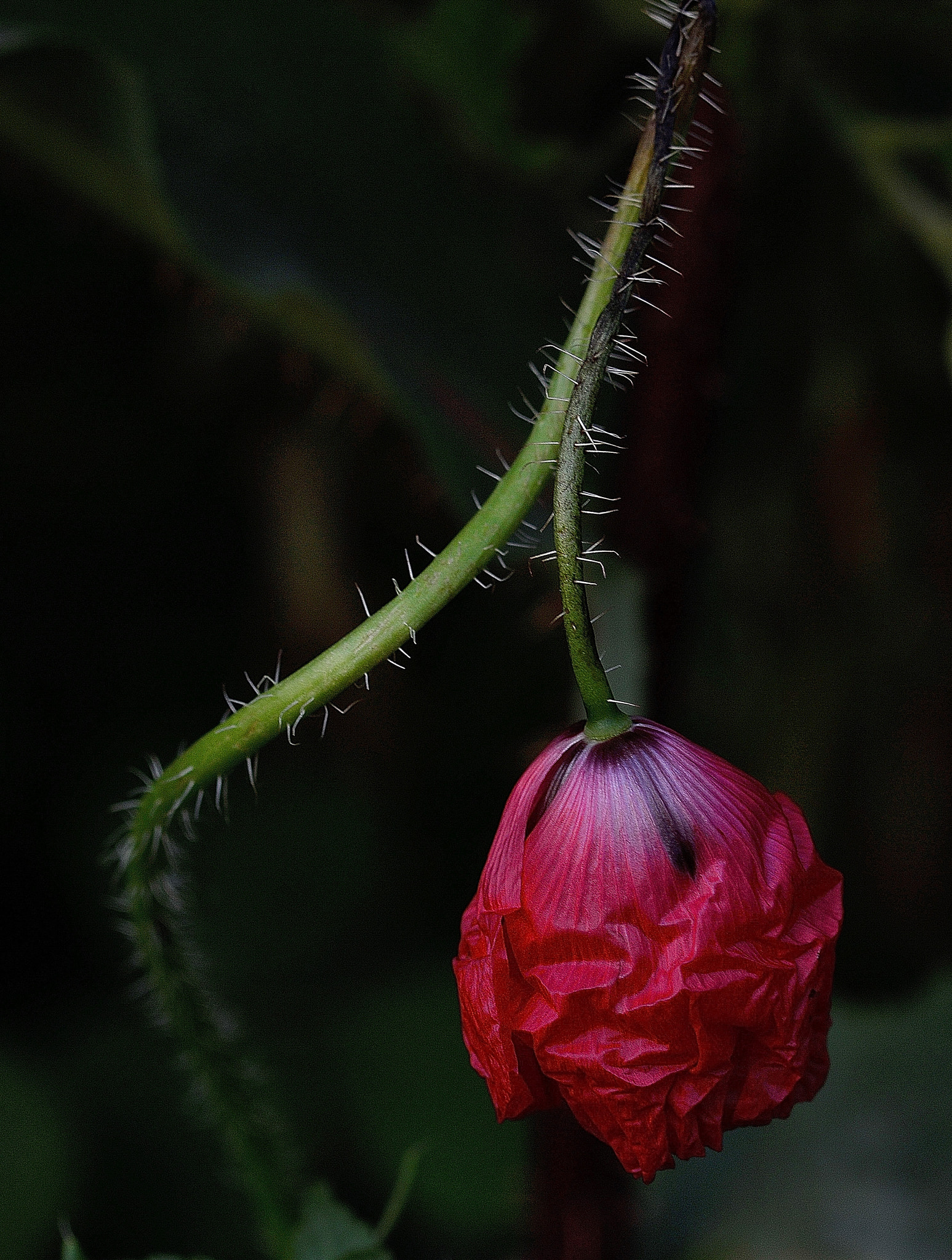 Nikon D7100 sample photo. Poppy photography