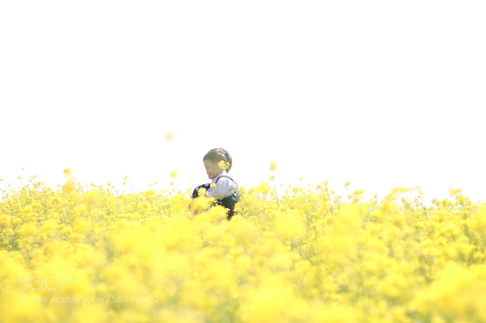 Canon EOS 800D (EOS Rebel T7i / EOS Kiss X9i) sample photo. Beautiful canola flower photography