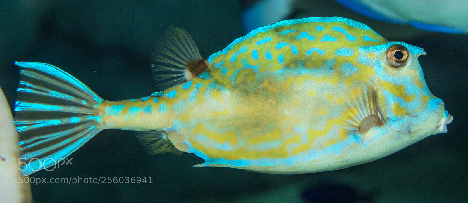 Canon EOS 80D sample photo. Sharpnose puffer photography