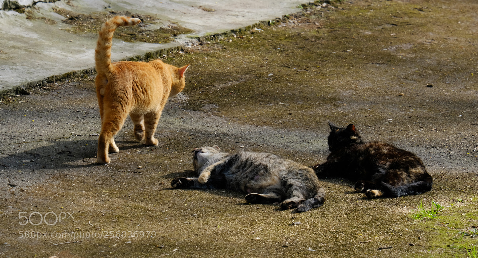 Fujifilm X-T20 sample photo. Be on your way photography
