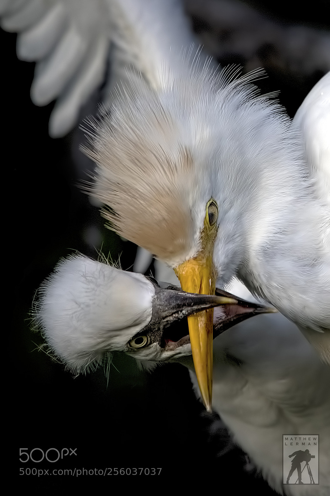 Nikon D810 sample photo. Hungry chick 1787 photography