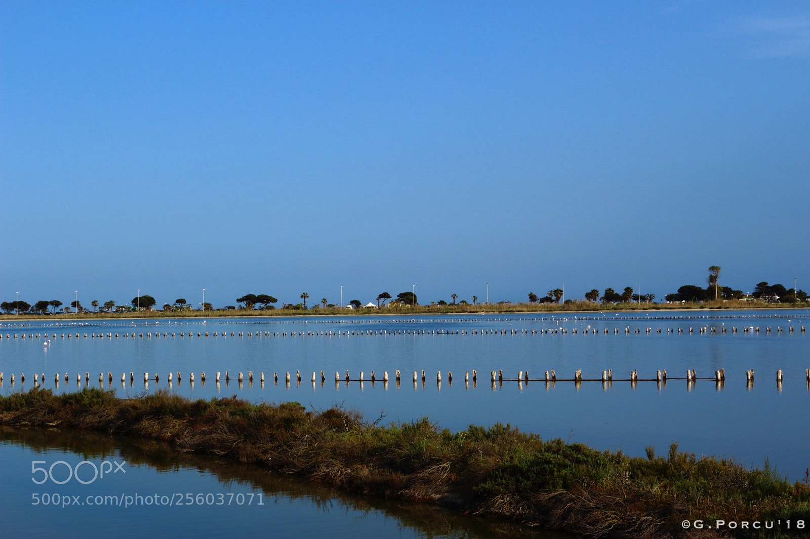 Canon EOS 100D (EOS Rebel SL1 / EOS Kiss X7) sample photo. Park of greater flamingo photography
