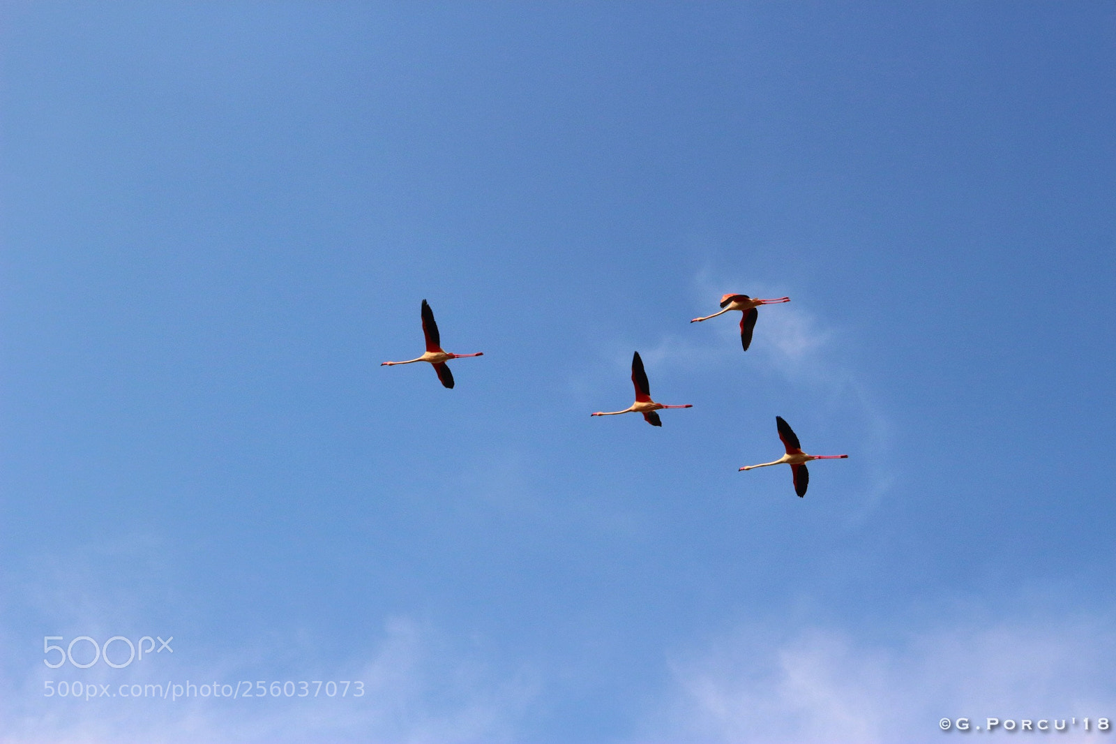 Canon EOS 100D (EOS Rebel SL1 / EOS Kiss X7) sample photo. Greater flamingo photography