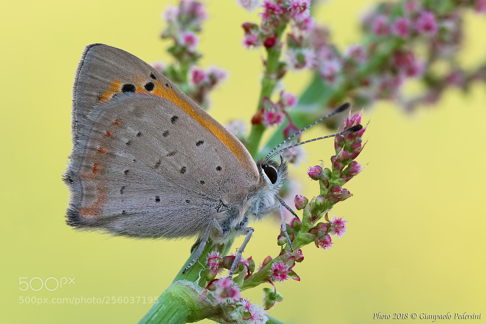 Canon EOS 7D Mark II sample photo. Lycaena phlaeas photography