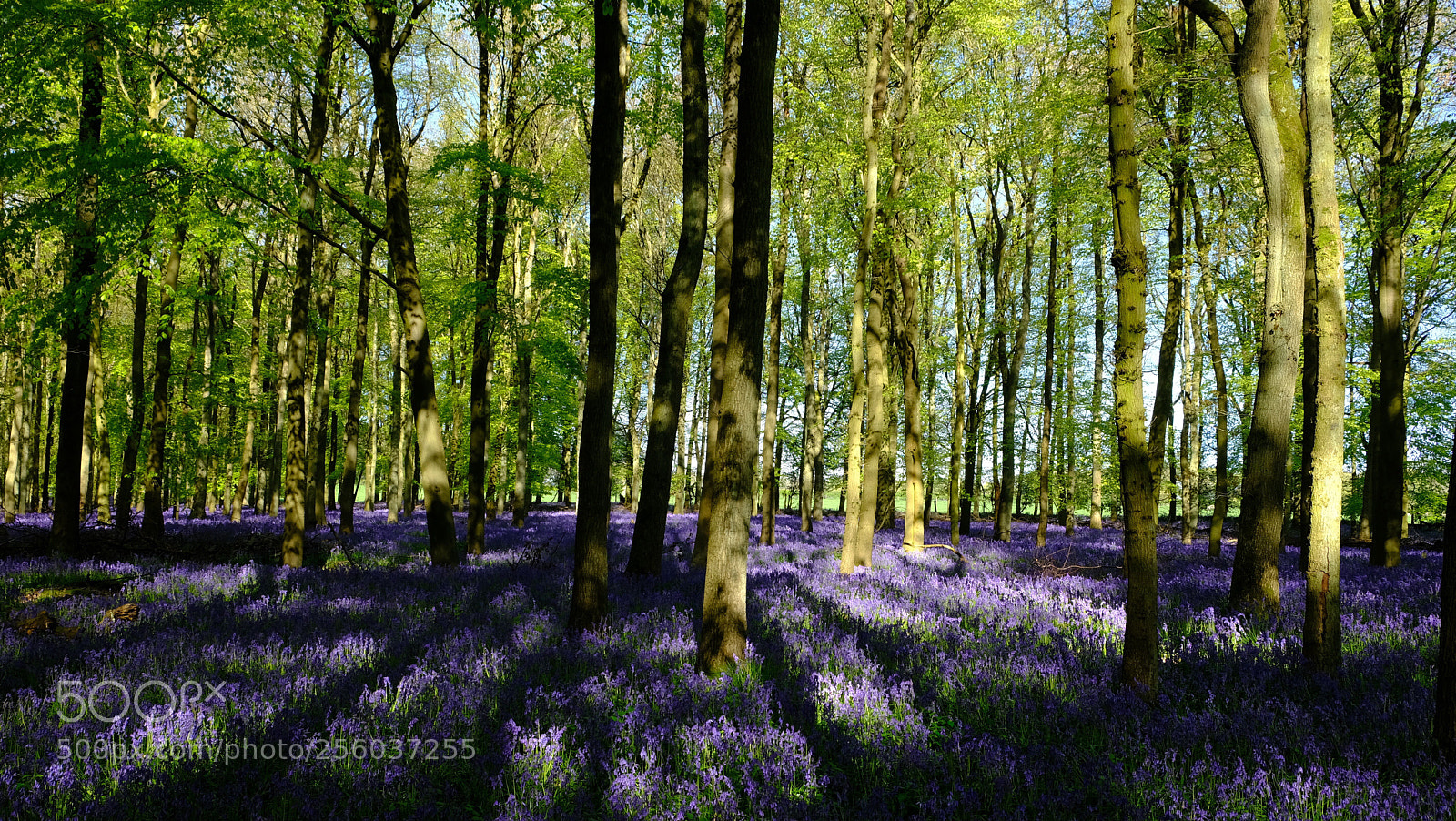 Fujifilm X-T20 sample photo. Bluebell wood photography