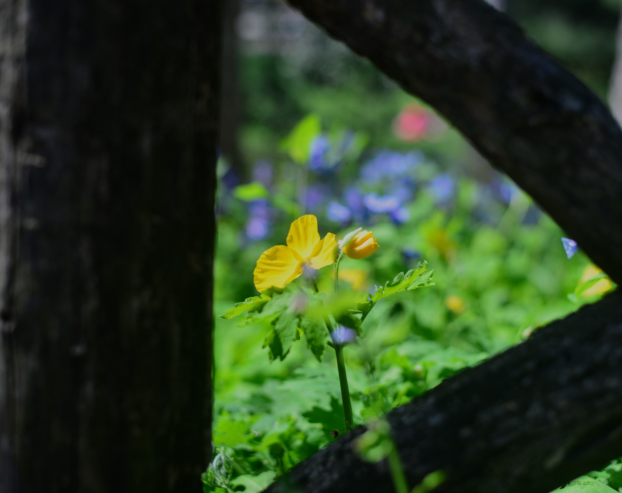 Nikon D800 + Nikon AF-S Nikkor 50mm F1.8G sample photo. Fences photography