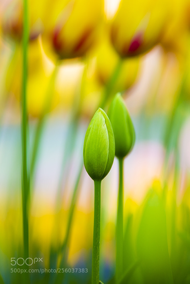 Nikon D610 sample photo. Fresh tulip photography
