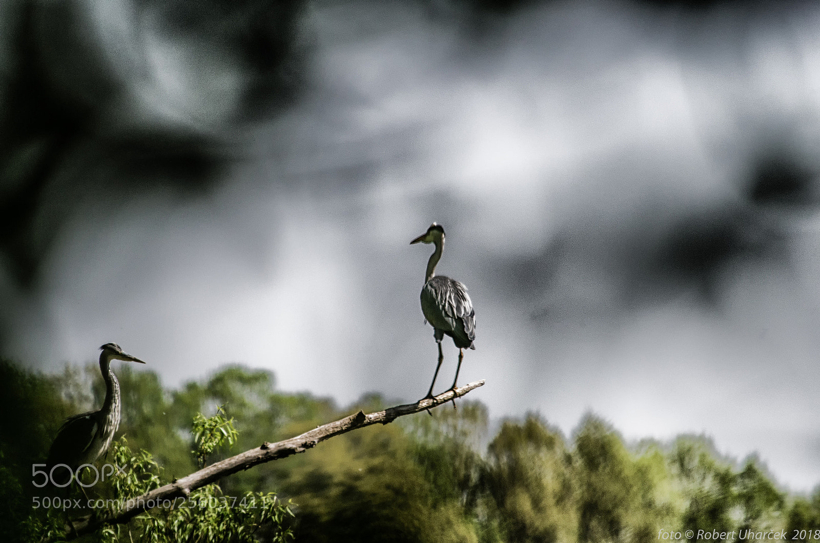 Nikon D7000 sample photo. Volavka popelavá (ardea cinerea) photography