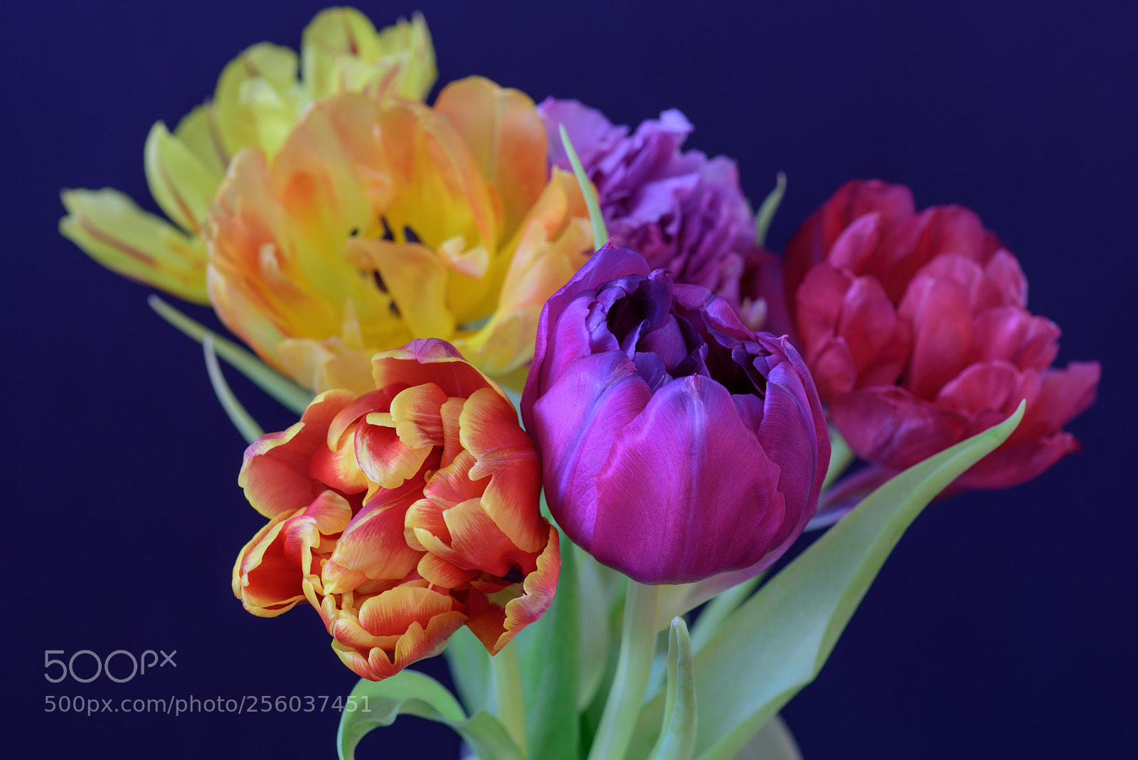 Nikon D810 sample photo. Tulips photography