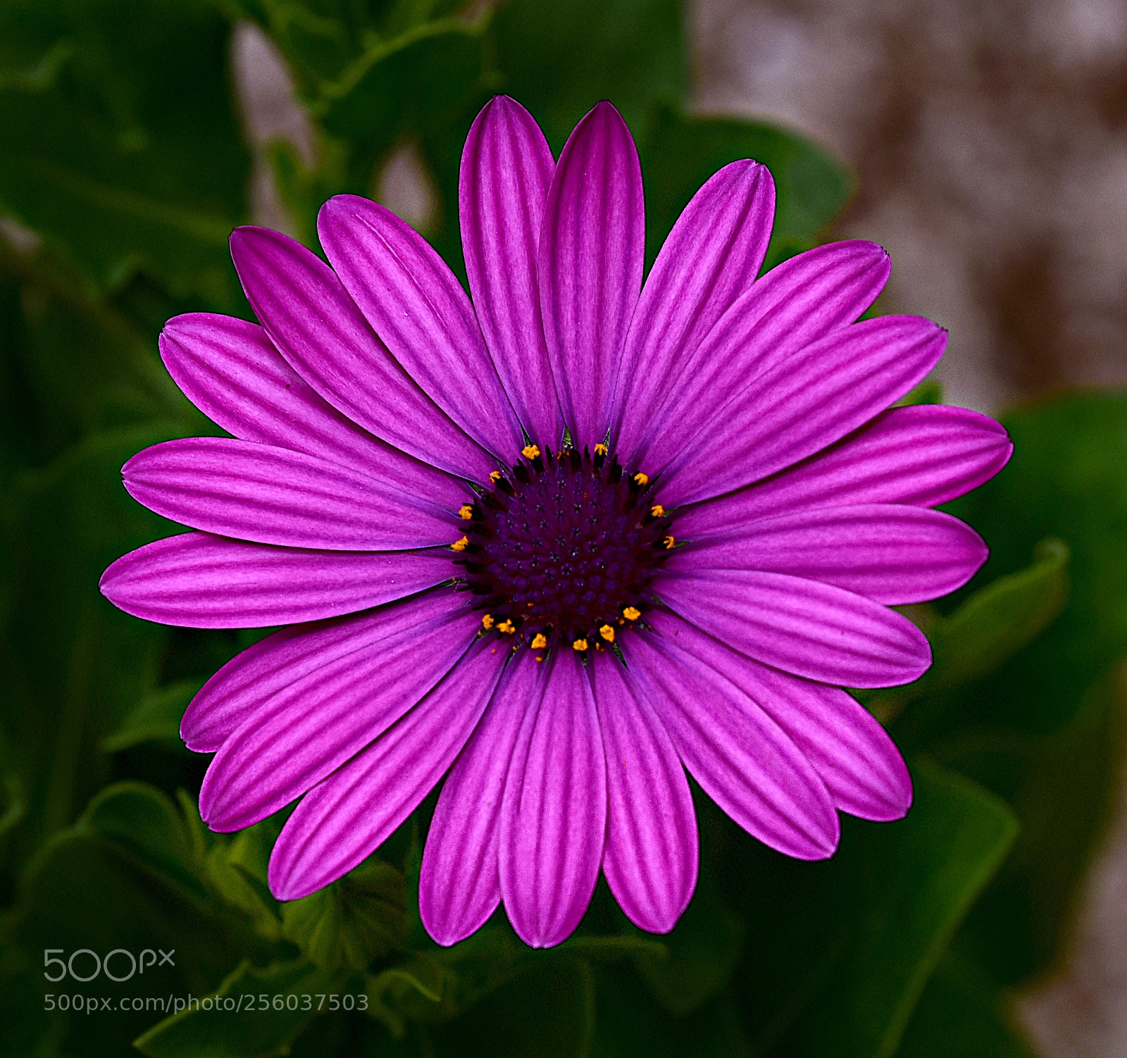 Nikon D810 sample photo. Purple osteospermum photography