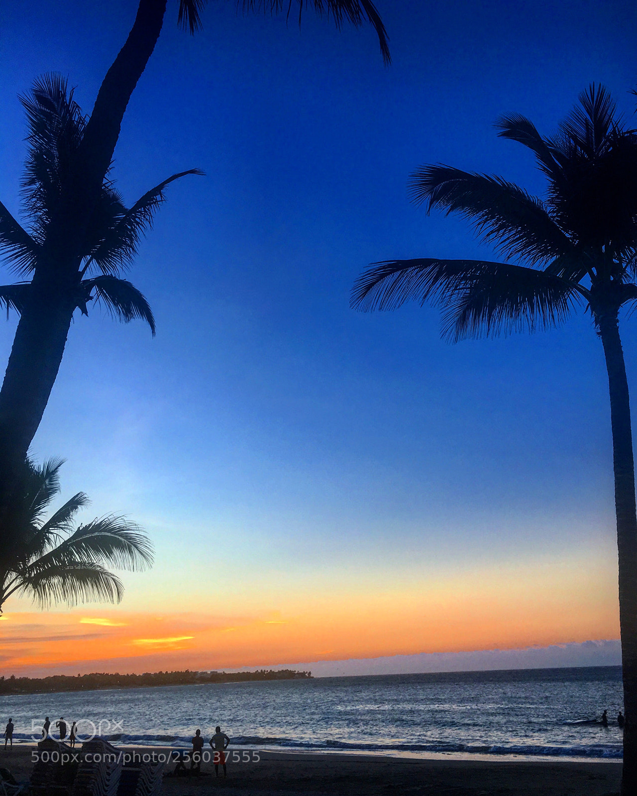 Apple iPhone 6s sample photo. Silueta de palmeras  photography