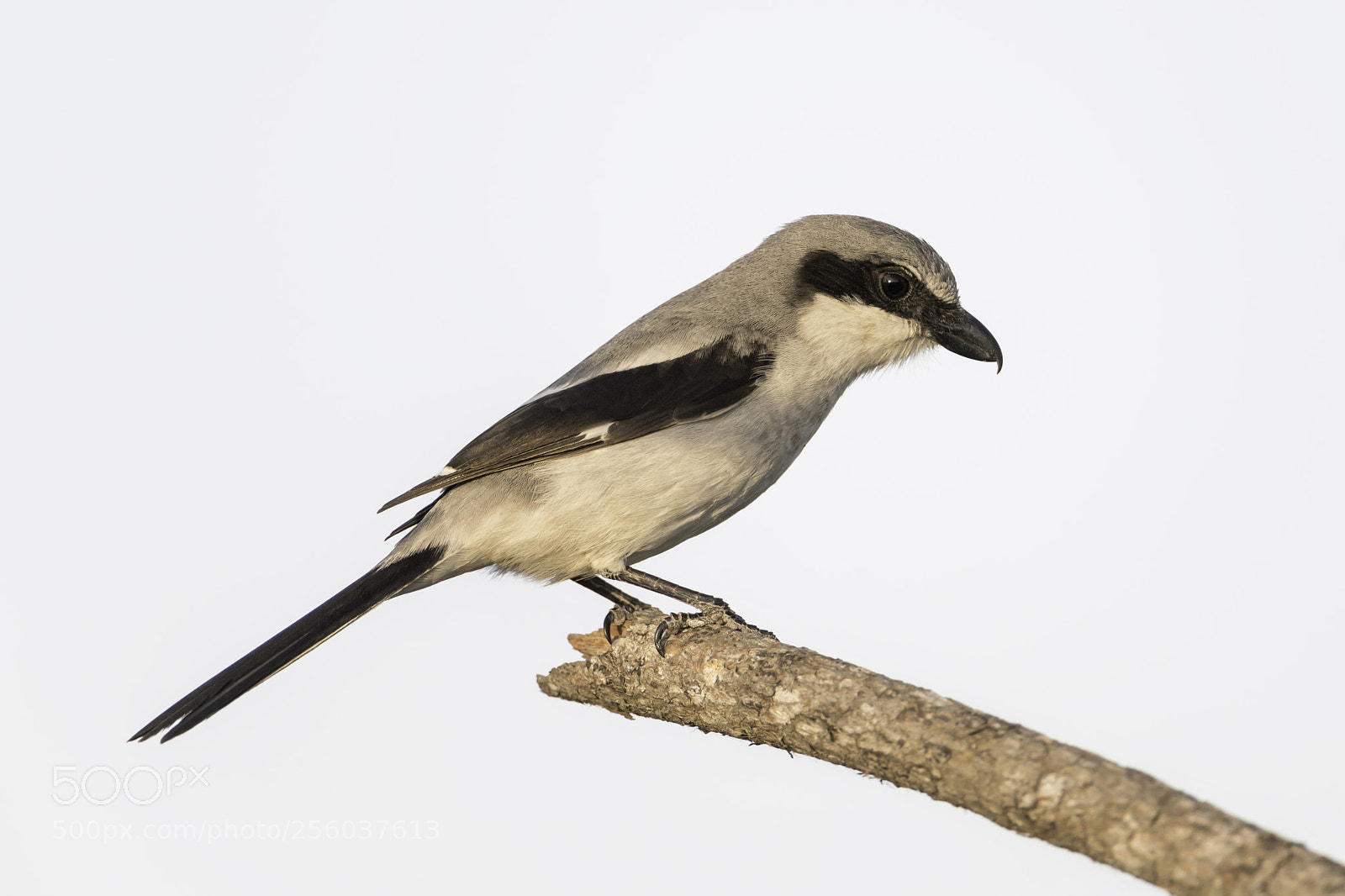 Nikon D850 sample photo. A northern shrike photography
