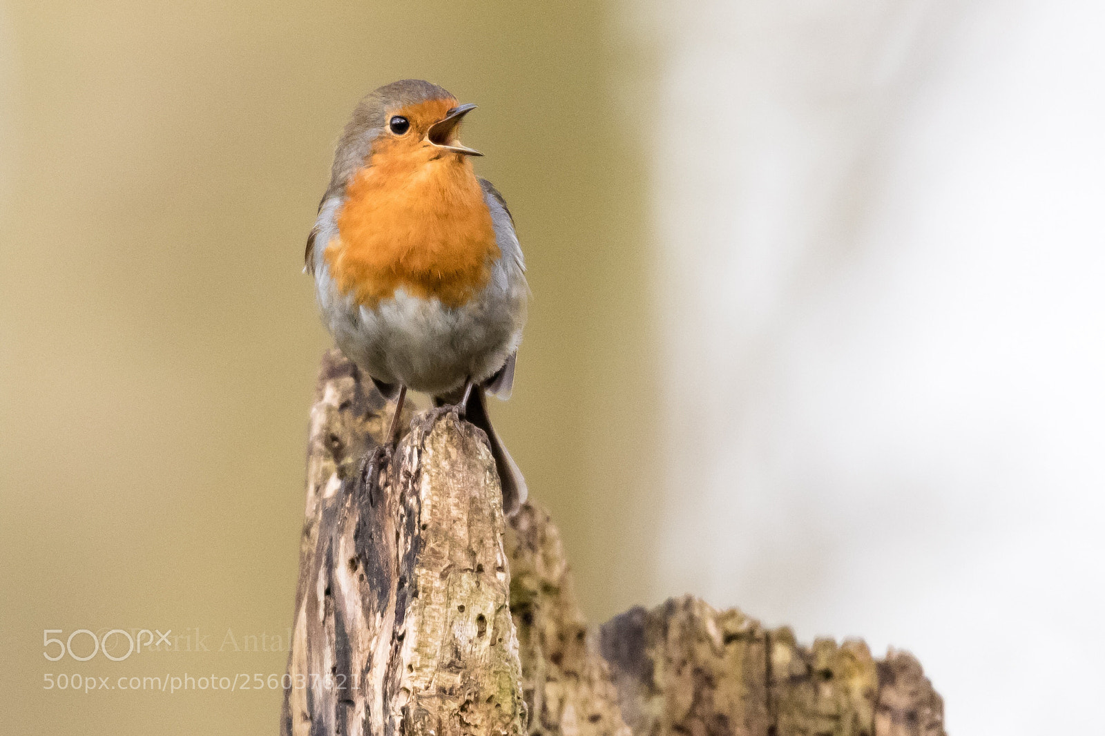 Canon EOS 7D Mark II sample photo. Birdsong  photography