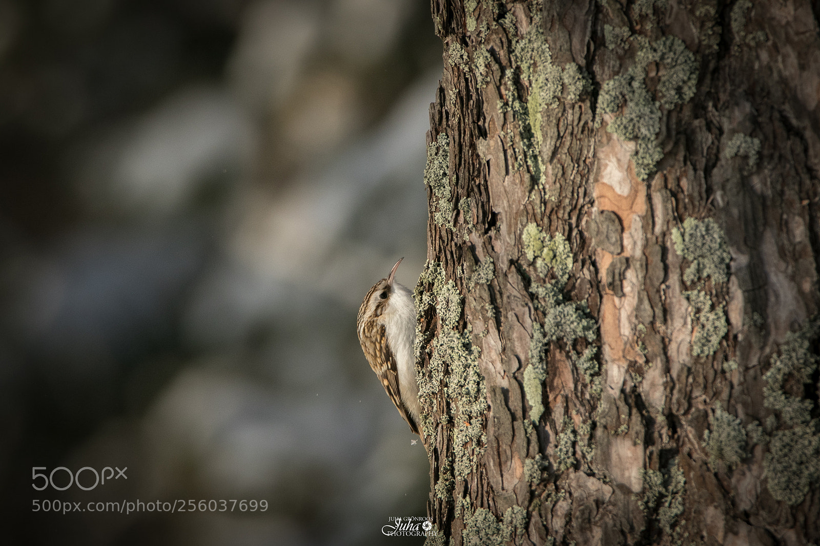 Canon EOS 7D Mark II sample photo. Eurasian treecreeper photography