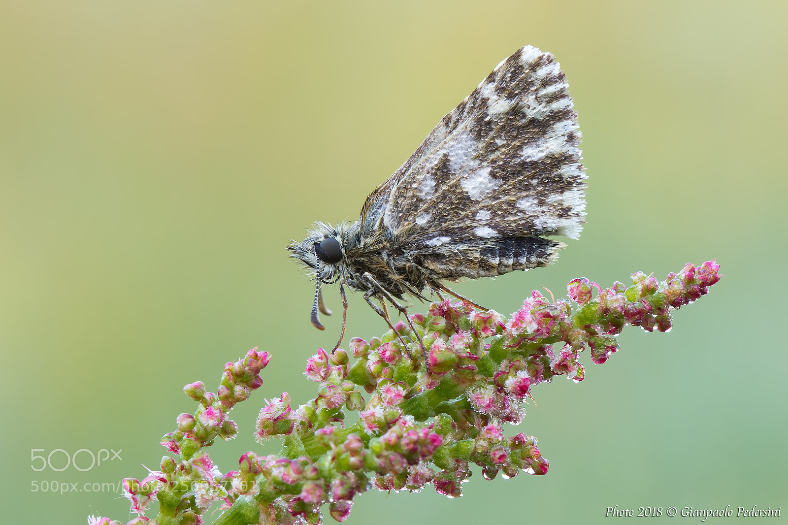 Canon EOS 7D Mark II sample photo. Pyrgus sp. photography