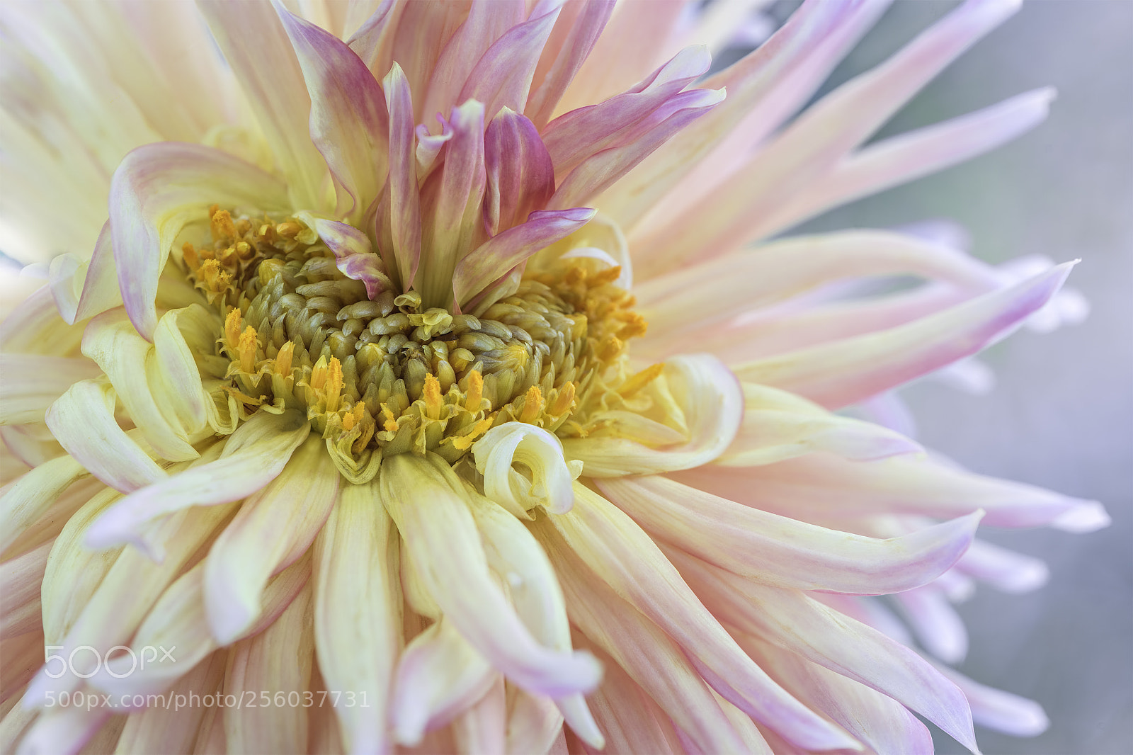 Nikon D810 sample photo. The beauty of imperfection photography
