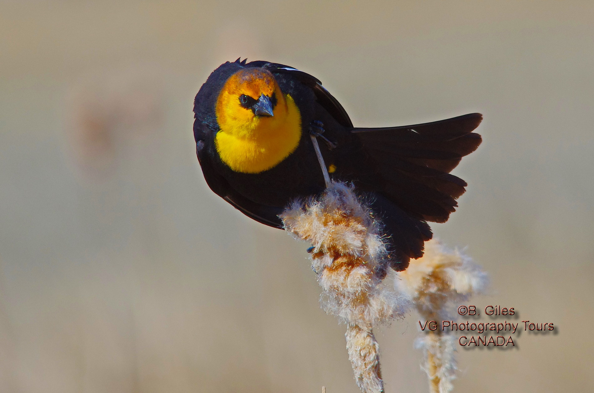 Pentax K-5 IIs + Sigma 150-500mm F5-6.3 DG OS HSM sample photo. The look photography