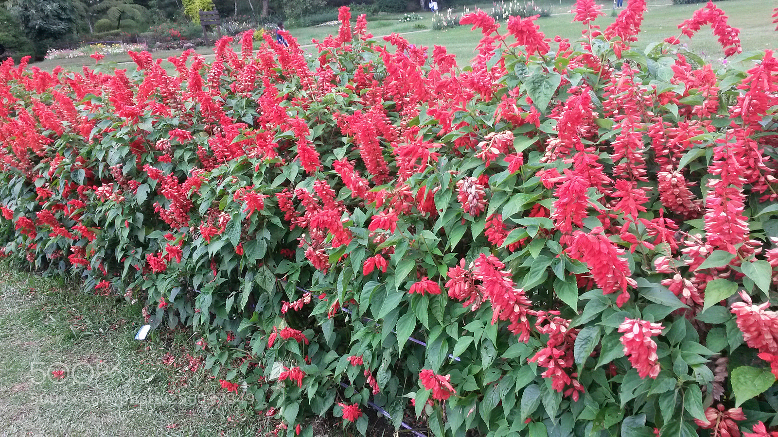 Samsung Galaxy S4 Mini sample photo. A bed full of photography