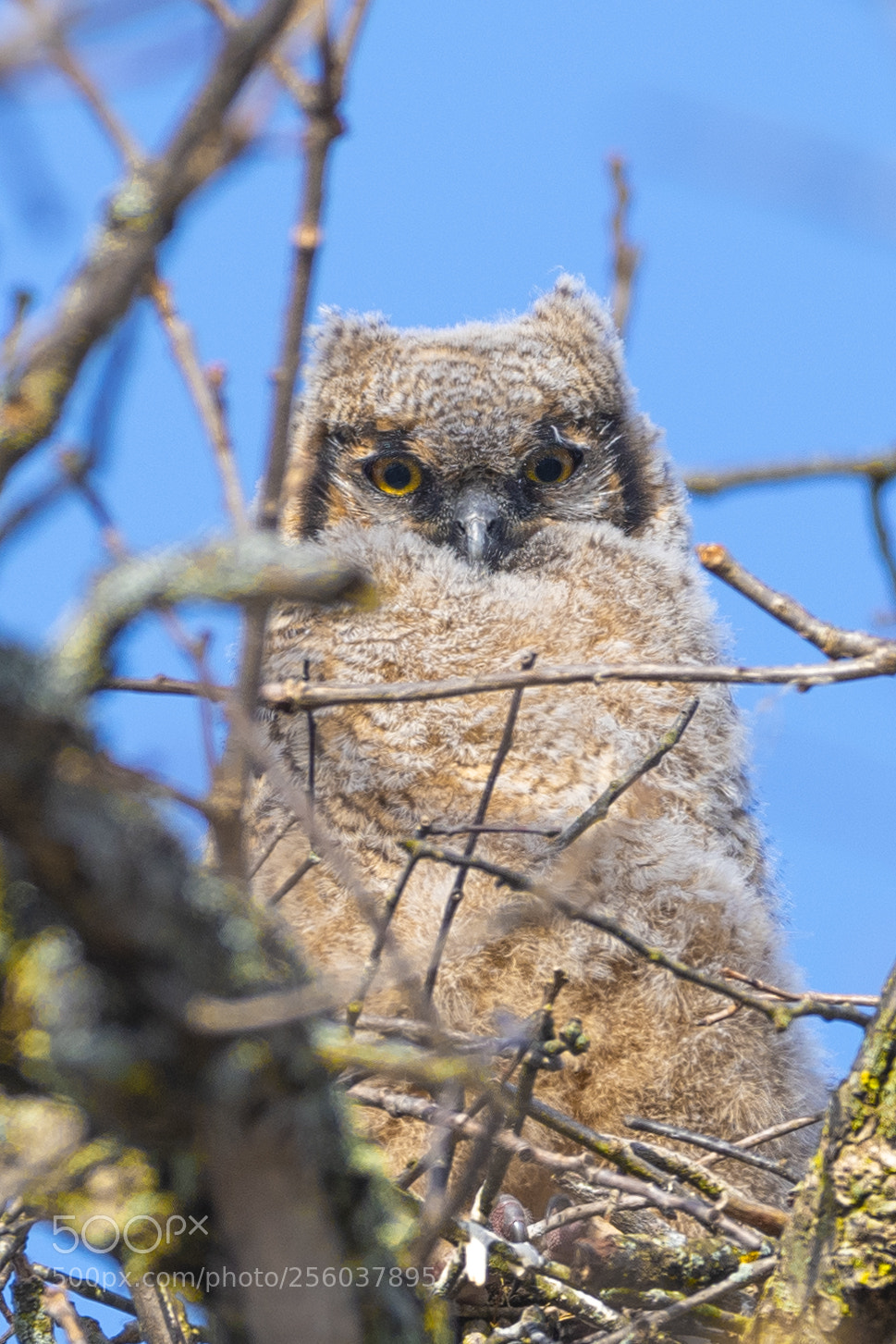 Nikon D850 sample photo. Great horned owl chick photography
